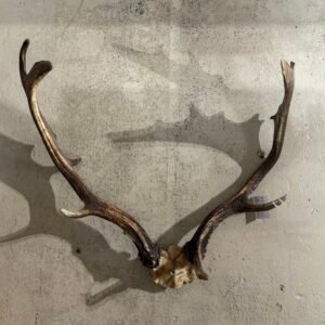 Antlers