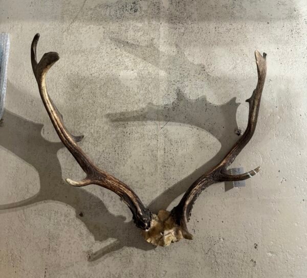 Antlers