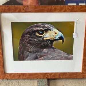 Framed eagle picture